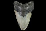 Bargain, Fossil Megalodon Tooth - North Carolina #91642-1